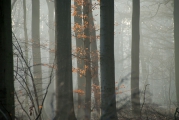 Wandeling in het bos