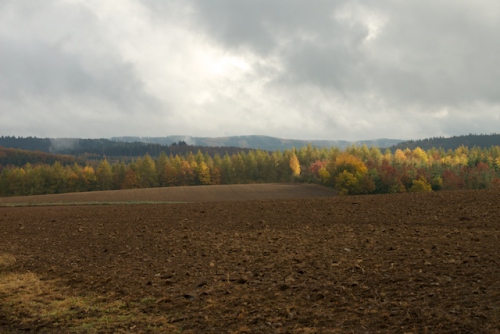 Clouds, trees and a field