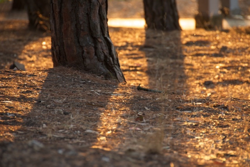 Bomen en zon