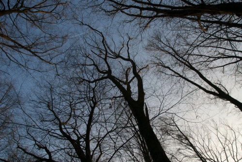 Bomen in de winter