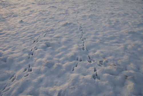 Sporen in de sneeuw