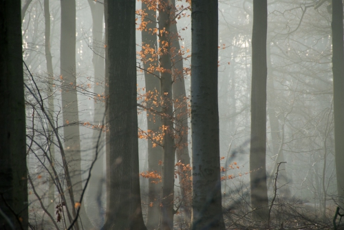 Bomen