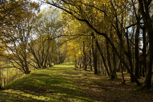 A tunnel of trees