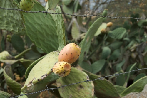 Cactus