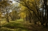 A tunnel of trees