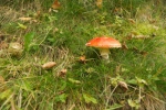 Mushroom