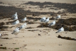 Meeuwen aan zee