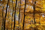 Autumn in the forest