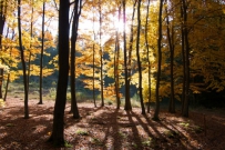 The sun in the autumn forest